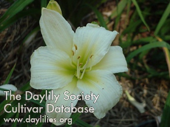 Daylily Lady Louise